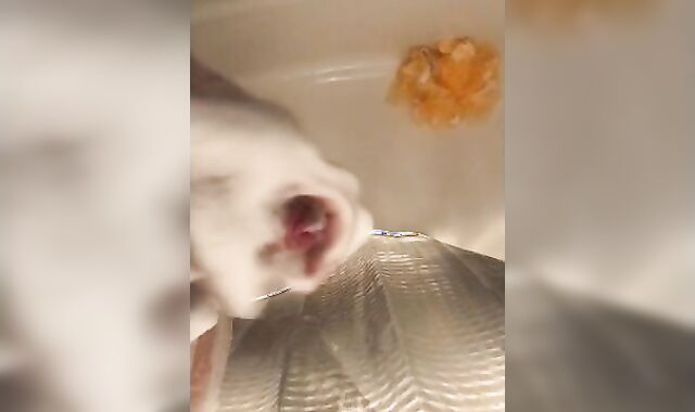 Diminutive Uncircumcised Bone Bathroom Wank off Jerk off