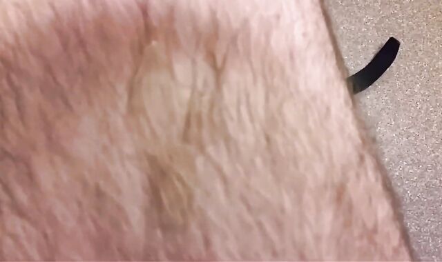 Guts Milkings - An Cumpilation Film