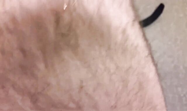 Guts Milkings - An Cumpilation Film