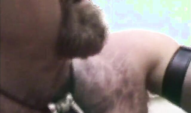 Dawson's jism geyser Bevy