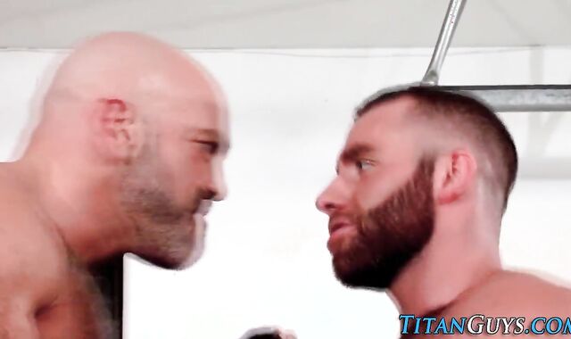 Buff Grizzly Boxer pops