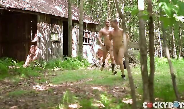 ravage And Breeding In The Forest