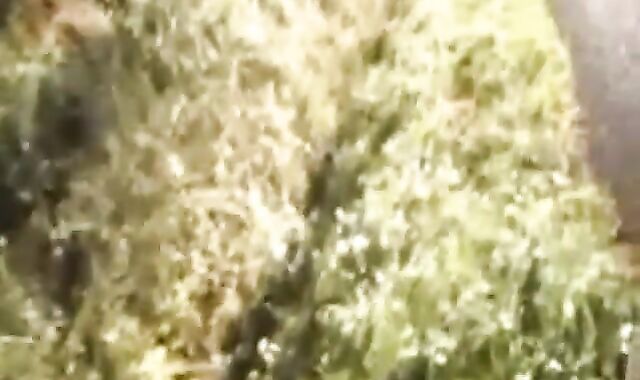 BRICE FARMER Porn Starlet Queer Drill Jess ROYAN in Woods Public