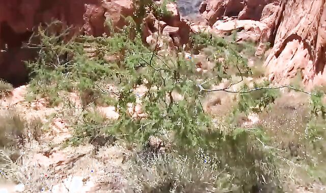 specie Takes Devon S Flow