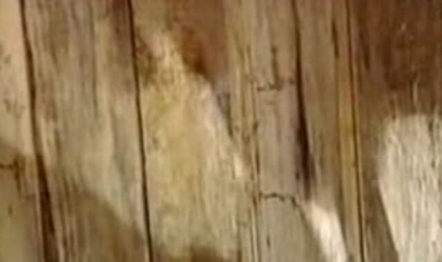 BB 57 Pick-Up 88 - Total flick