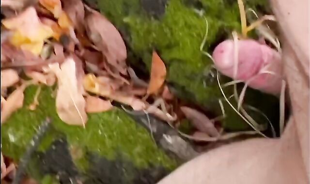 Plumbing a mossy tree