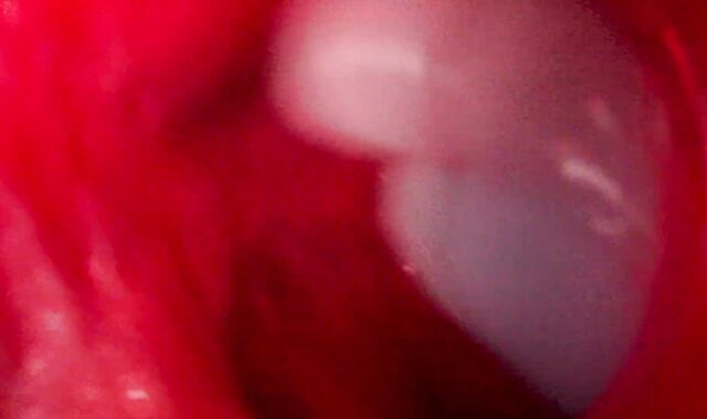 Internal View Ginormous Bad Dragon Rex Pummels And Shoots A Explosion In My Booty 2 Times