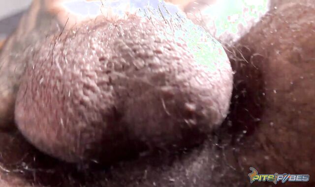 PitsAndPubes: Fur Covered Zaddy milks off sniffing