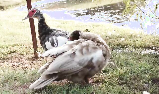 plumbing Firm For Life (unprotected).