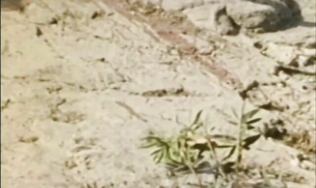 The Uber-sexy Cowboys (1971) Accomplish tweak