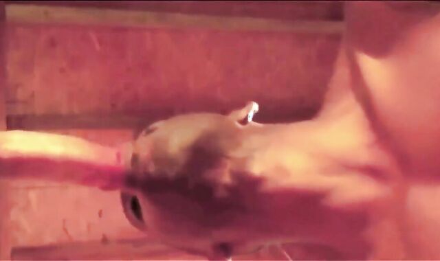 unfathomable face slot Rich Stiff Oral pleasure joys With large Spunk-shots