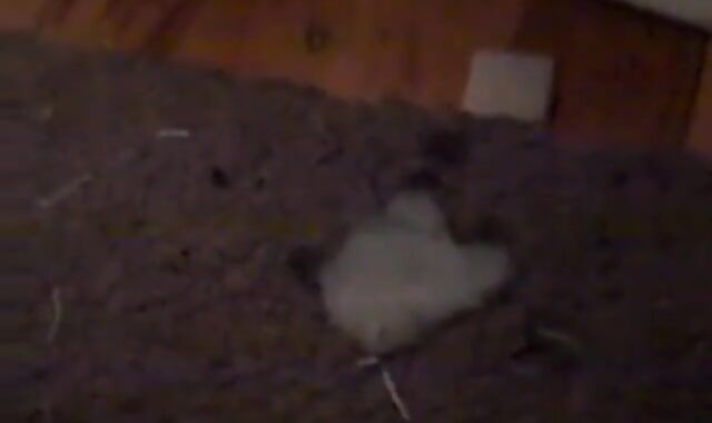 Amateur CD give str8 guy gloryhole pleasure