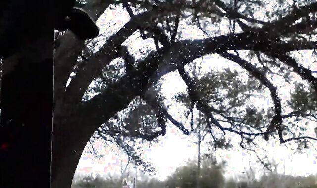 Bear Jerking Off Roadside After Class