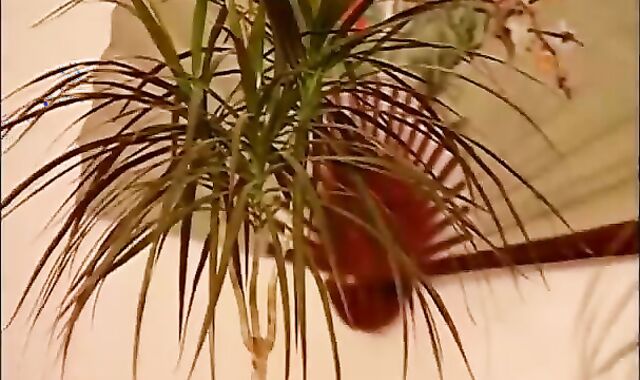 Muscle plenty of - Scene two