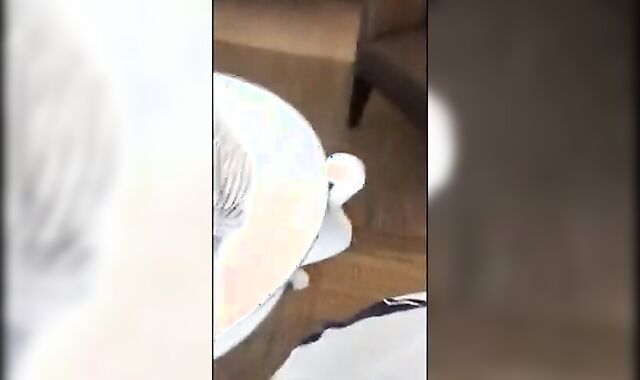 Black Guy Gives Head to a Hung White Boy 2