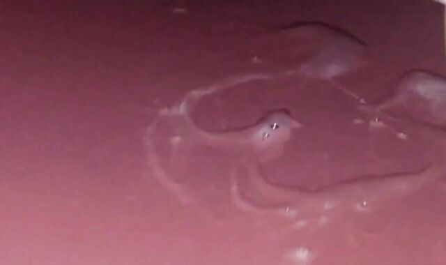 Glory Hole Big-Cock Blowjob: A Huge Load