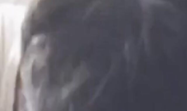 Indian Amateur Sucks a Big Black Cock