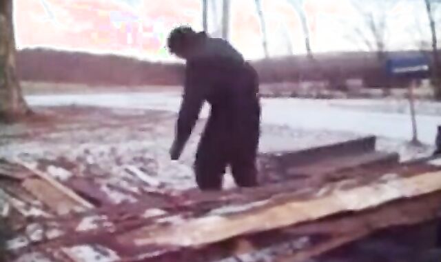 Silver Fox Strokes Wood at the Sawmill