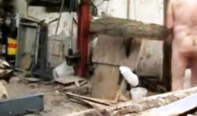 Silver Fox Strokes Wood at the Sawmill