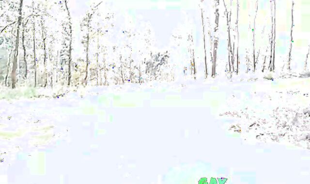 Portuguese Bear Strips and Shows His Big Cock