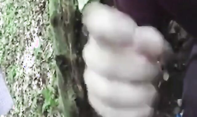 Bear Cub Blows a Load in His Mouth and Swallows