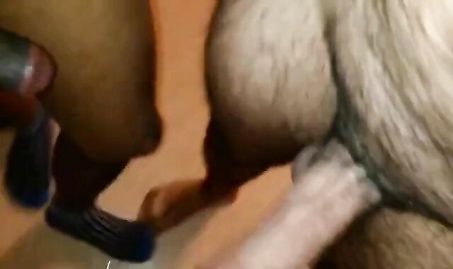 Hairy Indian Bear's First Time