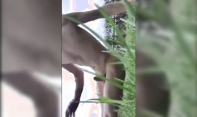 College Jock Strips and Jerks Outside