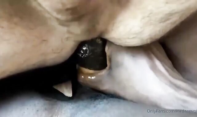 BIG BLACK COCK plowing Sexually attractive Milky chap