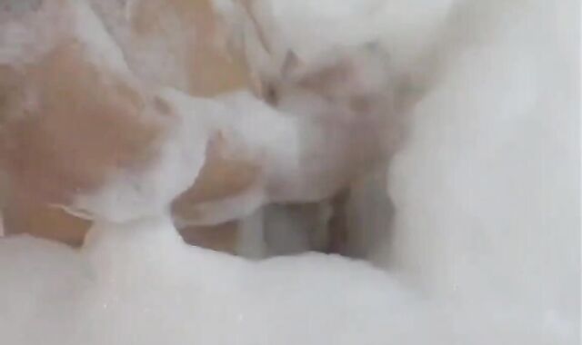 tommy guy and parent