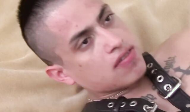 Pup Harnessed Up For bare smash