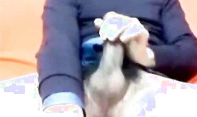 Big Cock Italian Guy Strokes on Webcam