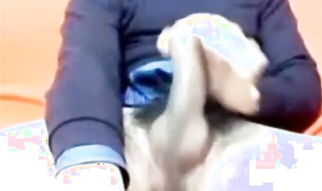 Big Cock Italian Guy Strokes on Webcam