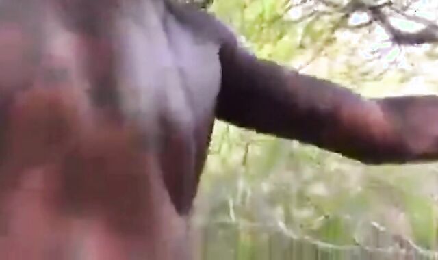 Big Black Cock Breeds White Hole Outdoors