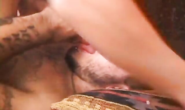 Deifant Top To Bottom