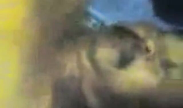 Indonesian Daddies Group Blowjob 2