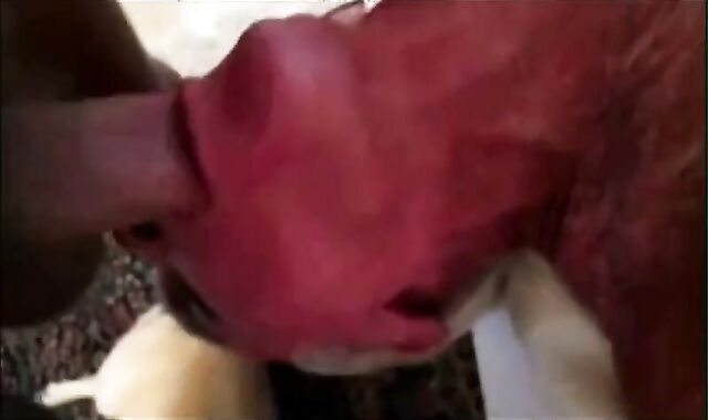 Big-Cock Blowjob for Silver-Haired Daddy