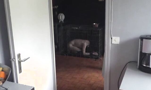 BDSM Porn HD scene 708