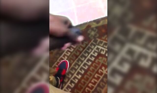 Black Amateur Strokes His Big Uncut Cock