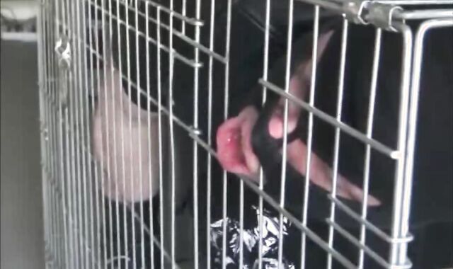 BDSM Porn HD scene 1036