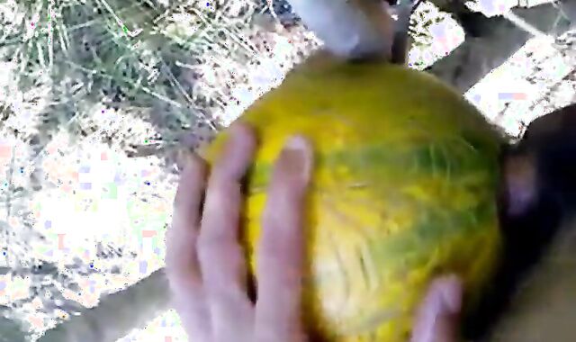 Outdoor Melon Play 2