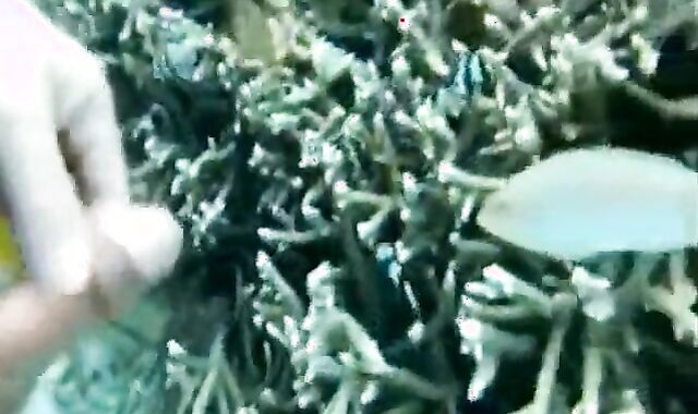 18: fish eat cums in ocean