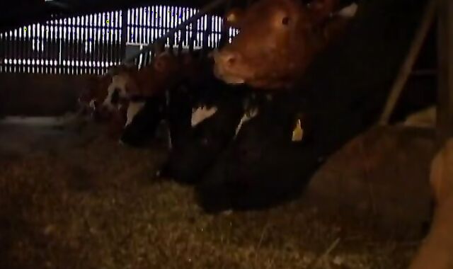 homosexual 3 On The Farm With Nikos Laz