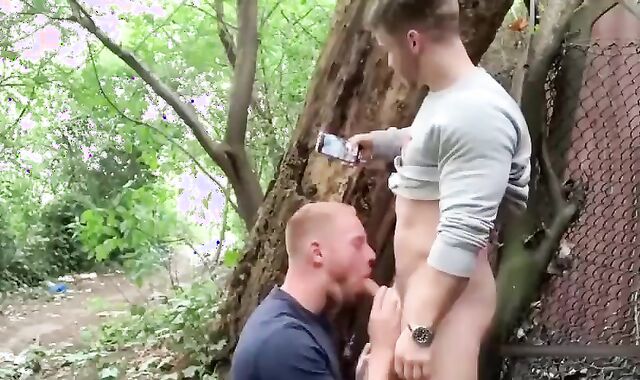 Cruise The Forest