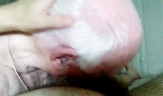 Grandpa Sucks Cock: Amateur Blowjob